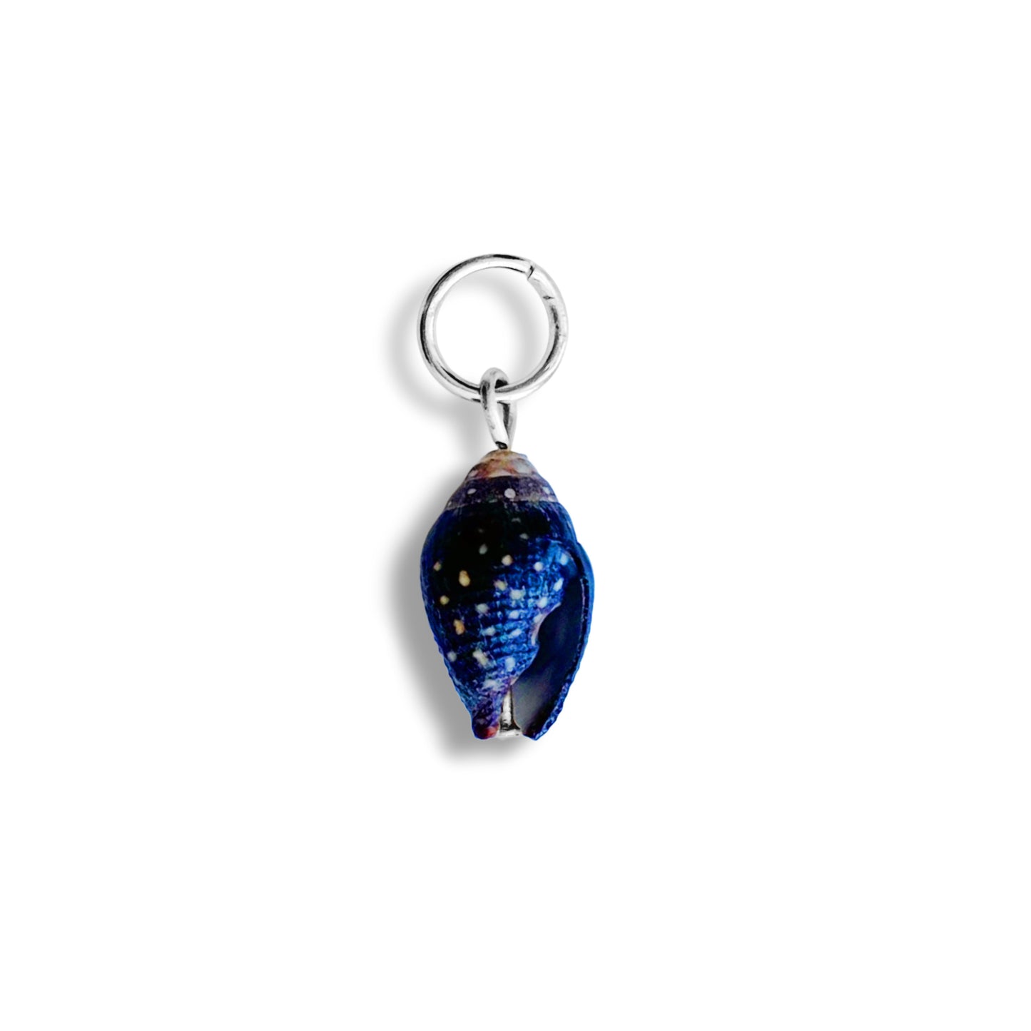 Coquillage noir