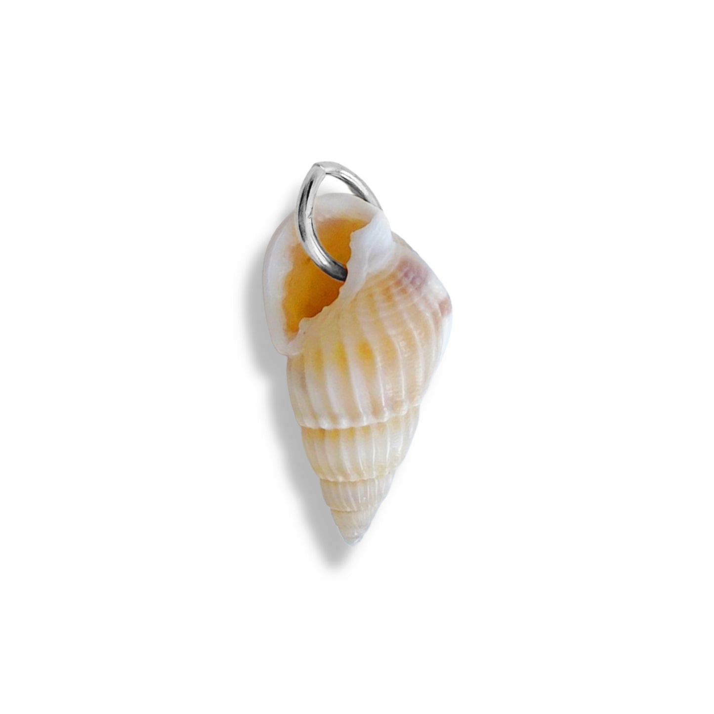 Grand coquillage