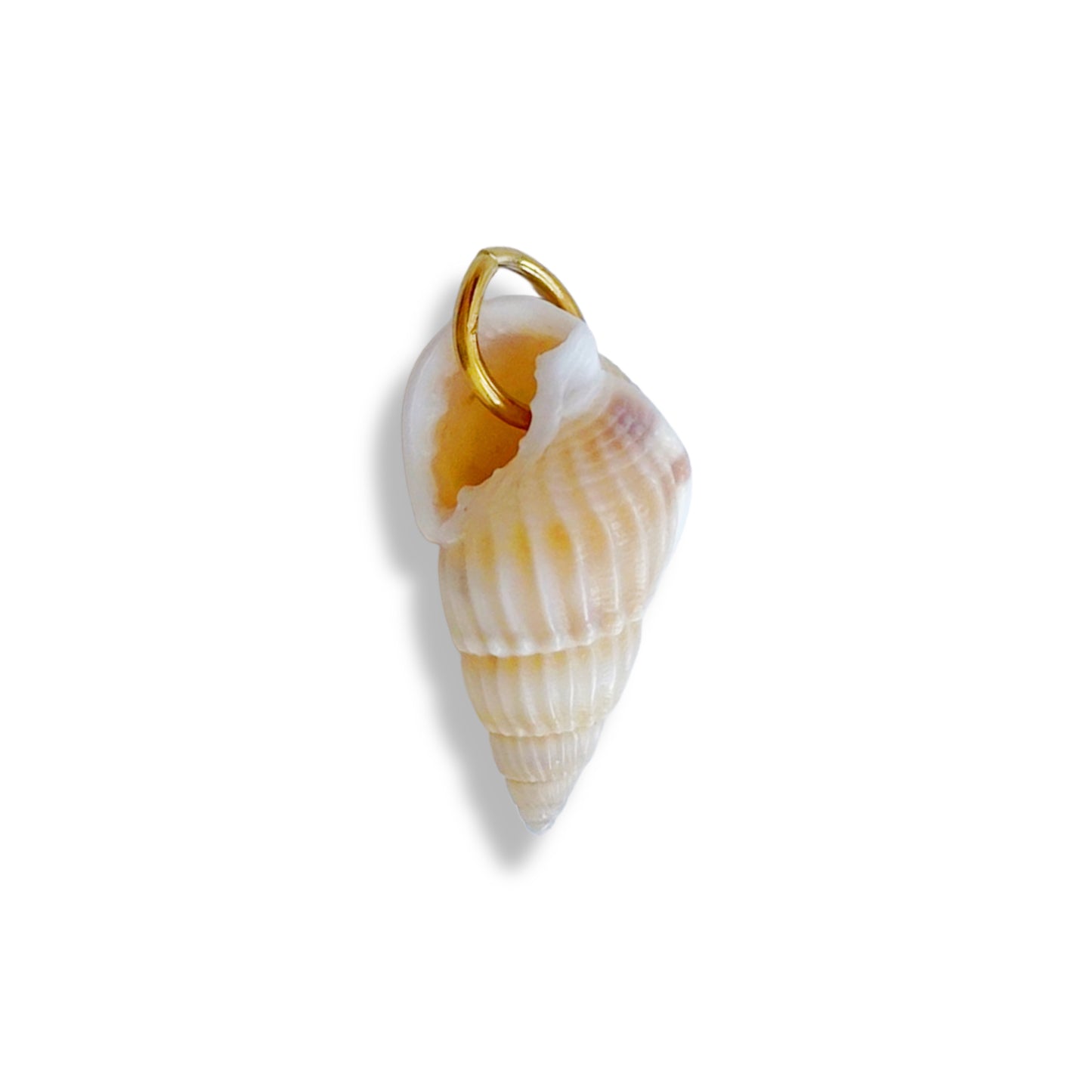 Grand coquillage
