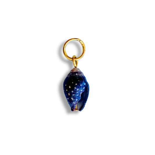 Coquillage noir
